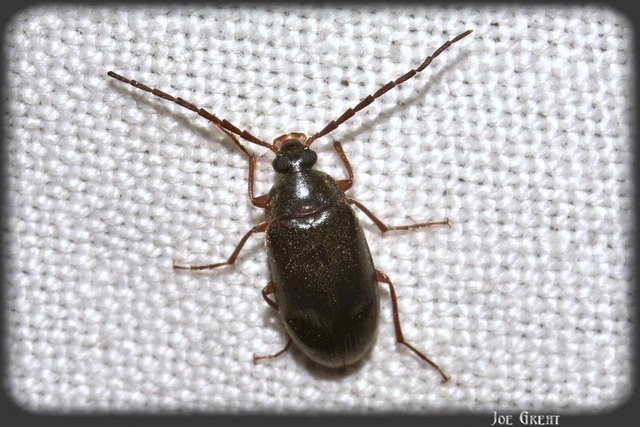 Coleoptera - Bogarak Coleoptera - Bogarak