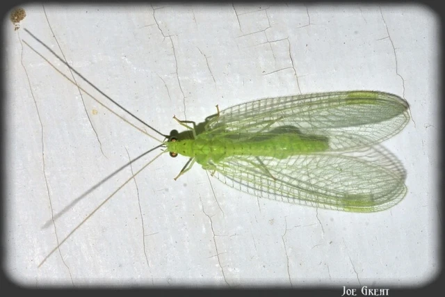 Neuroptera - Recésszárnyúak Neuroptera - Recésszárnyúak