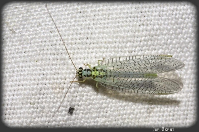 Neuroptera - Recésszárnyúak Neuroptera - Recésszárnyúak