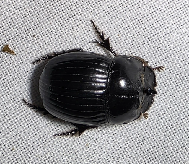 Copris lunaris - közönséges holdszarvú-ganéjtúró Copris lunaris - közönséges holdszarvú-ganéjtúró