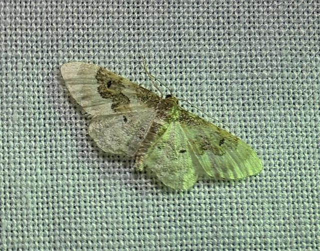 Idaea rusticata - tarka apróaraszoló