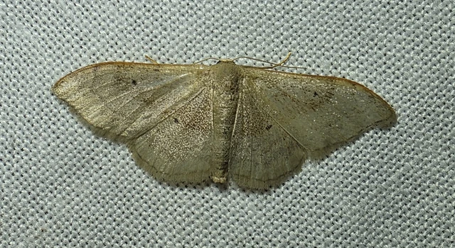 Idaea degeneraria - barnasávos araszoló