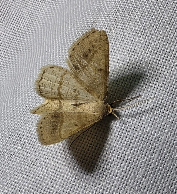 Tephrina arenacearia - lucerna-araszoló