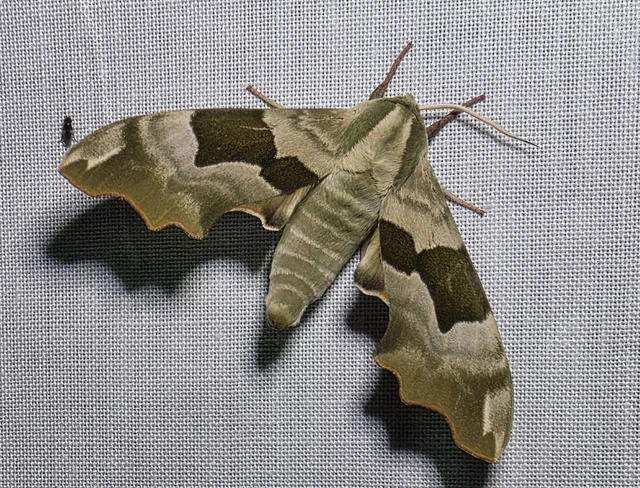 Mimas tiliae - hársfaszender