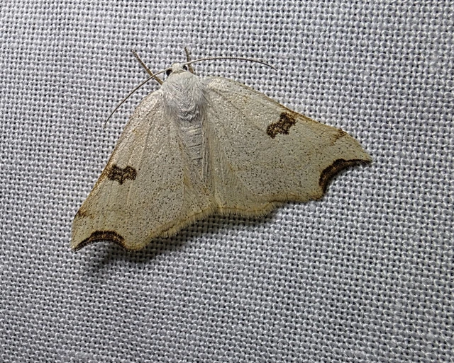 Eilicrinia cordiaria - fehér fűzfaaraszoló