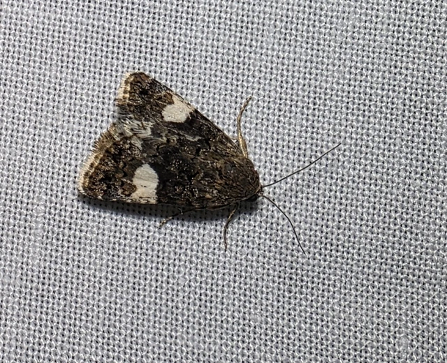 Tyta luctuosa - fekete nappalibagoly