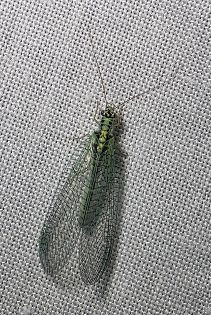 Neuroptera - Recésszárnyúak Neuroptera - Recésszárnyúak