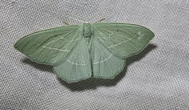 Hemistola chrysoprasaria - kékes zöldaraszoló