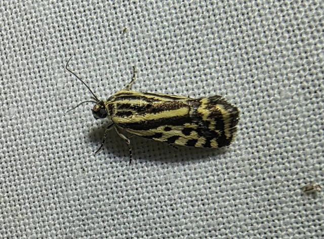 Emmelia trabealis - zebrabagoly