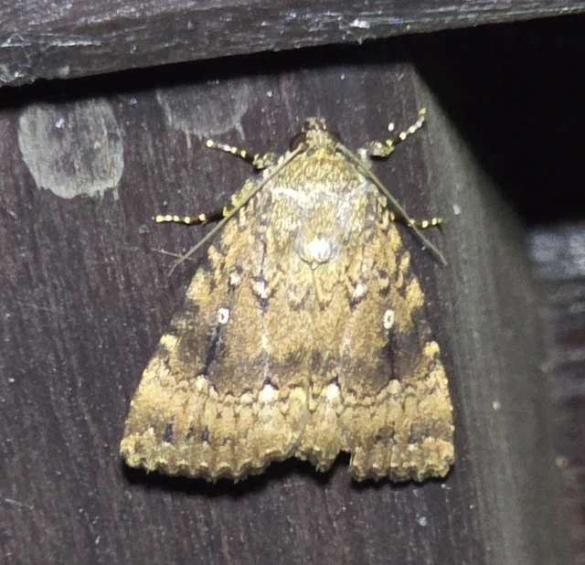 Amphipyra pyramidea - fahéjszínű bagoly