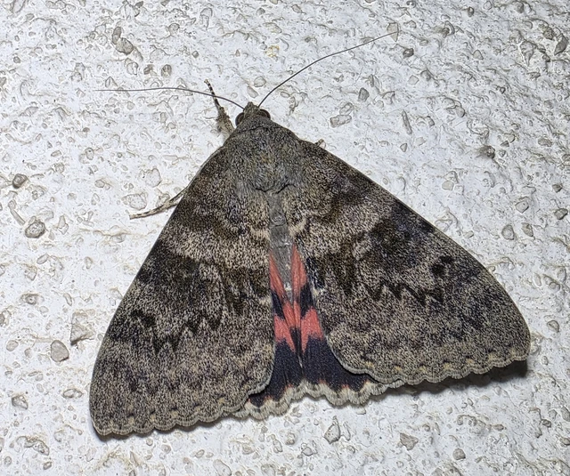 Catocala elocata - közönséges övesbagoly