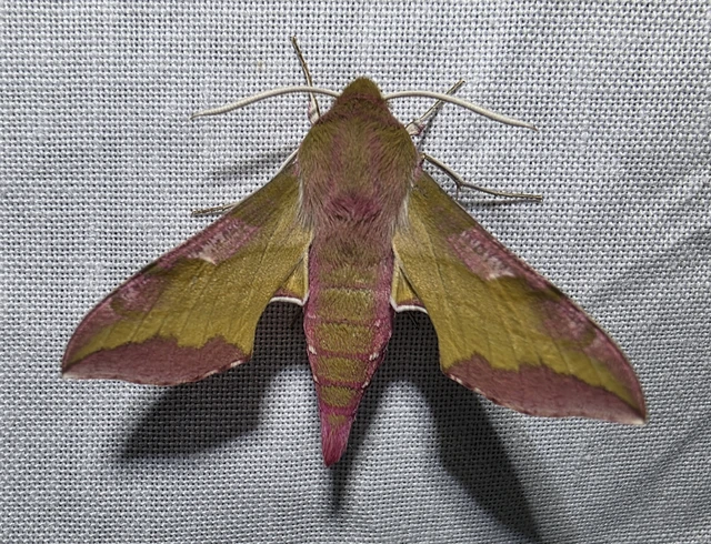 Deilephila porcellus - piros szender
