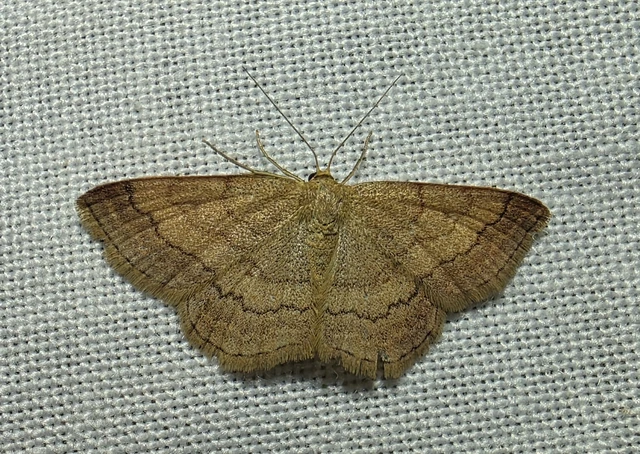 Scopula rubiginata - réti pirosaraszoló