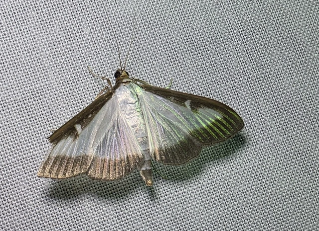 Cydalima perspectalis - puszpáng-tűzmoly