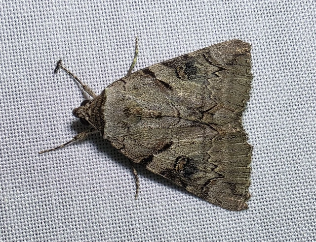 Catocala hymenaea - kökény-övesbagoly