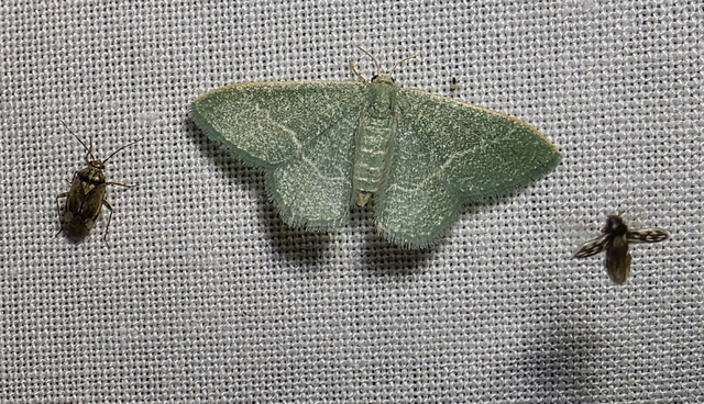 Phaiogramma etruscaria - fehérpettyes zöldaraszoló