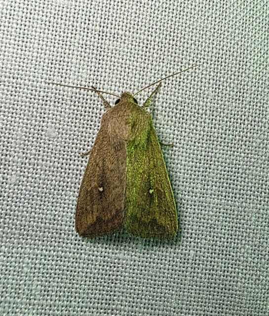 Mythimna albipuncta - fehérpettyes rétibagoly