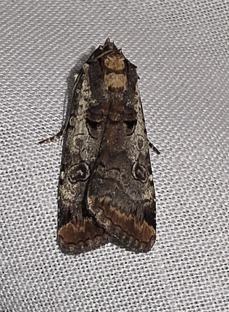 Epilecta linogrisea - karcsú sárgafűbagoly