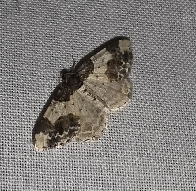 Ligdia adustata - barna levélaraszoló