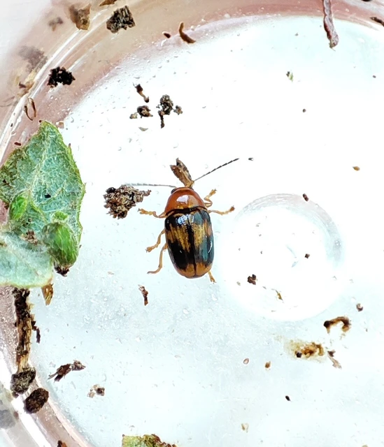 Cryptocephalus pusillus Cryptocephalus pusillus