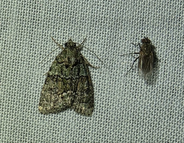 Cryphia algae - sárgászöld zuzmóbagoly