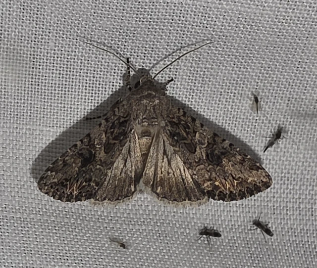 Hadula trifolii - lóherebagoly