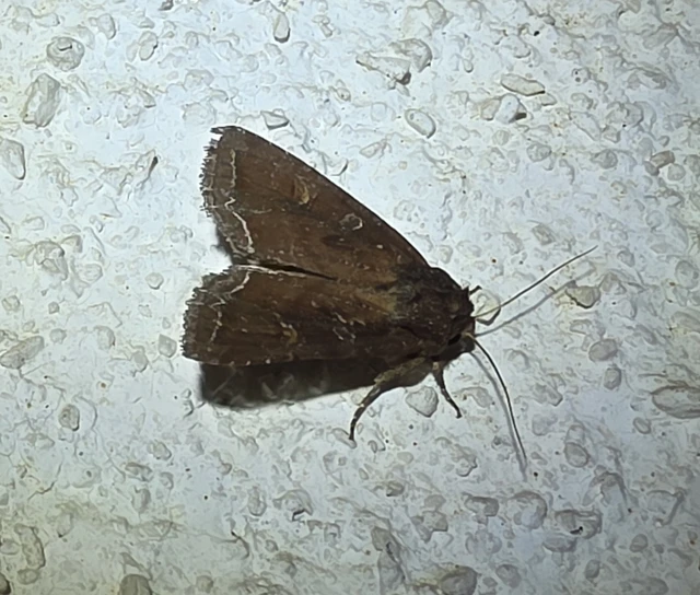 Lacanobia oleracea - saláta-kertibagoly