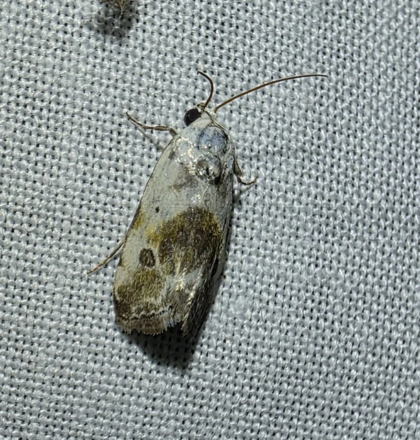 Ponometia candefacta - parlagfűbagoly