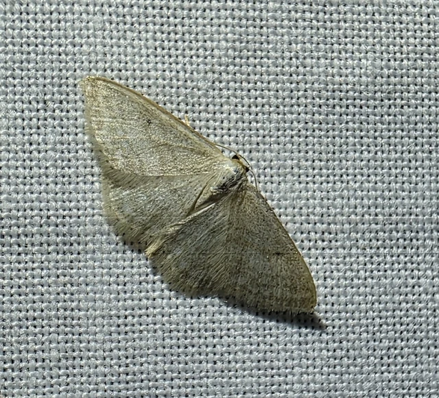 Idaea subsericeata - ötvonalas apróaraszoló