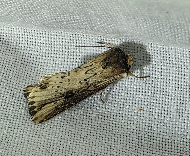 Axylia putris - vonalkás földibagoly