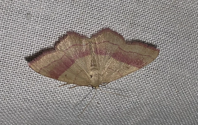 Rhodostrophia vibicaria - pirosszélű araszoló
