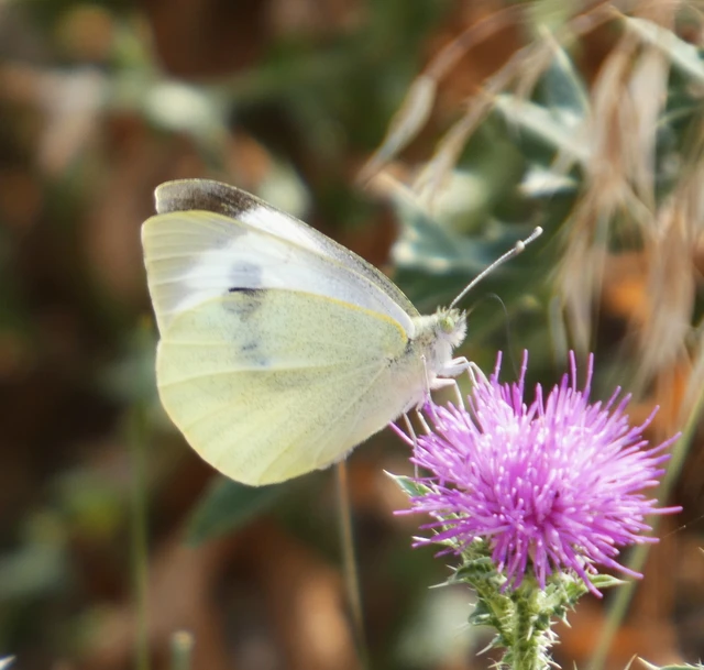 Pieris brassicae - káposztalepke