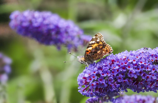 Vanessa cardui - bogáncslepke