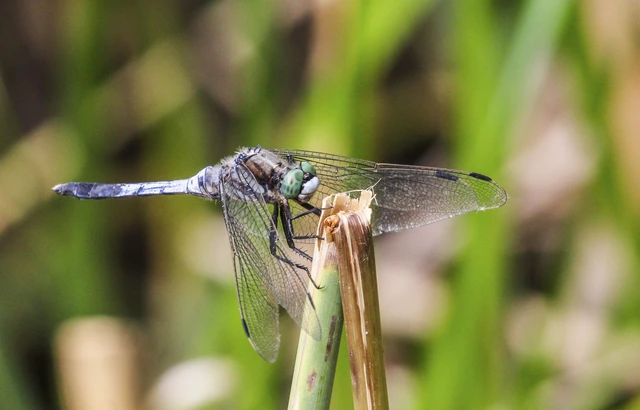 Orthetrum albistylum - fehérfarkú pásztorszitakötő Orthetrum albistylum - fehérfarkú pásztorszitakötő
