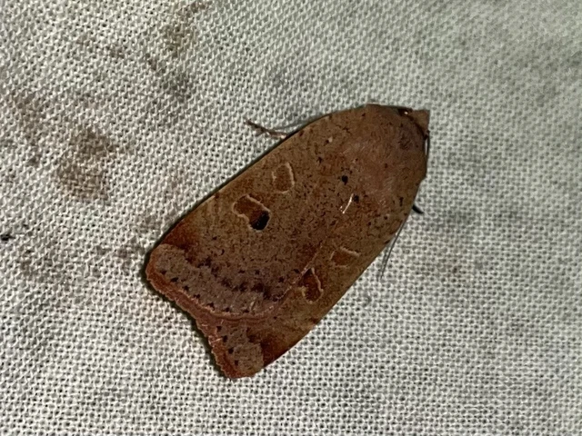 Noctua comes - kis sárgafűbagoly