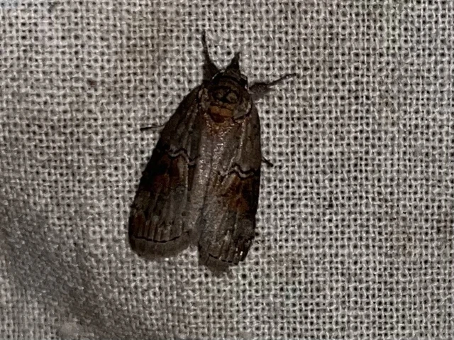 Nycteola asiatica - nyárfa-trapézbagoly