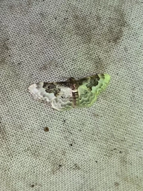 Idaea rusticata - tarka apróaraszoló