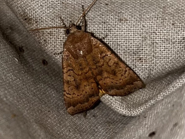Noctua interjecta - zömök sárgafűbagoly