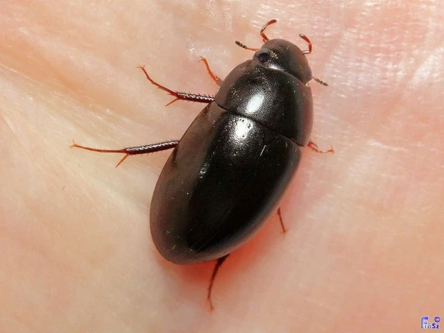 Coleoptera - Bogarak Coleoptera - Bogarak