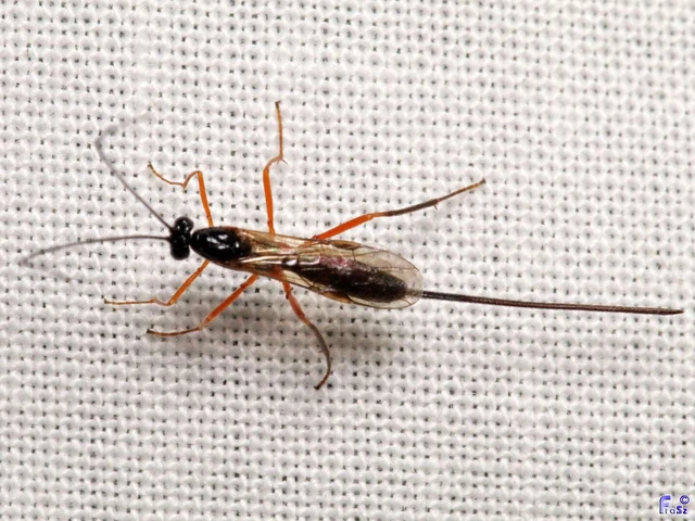 Hymenoptera - Hártyásszárnyúak