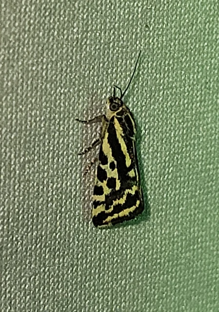 Emmelia trabealis - zebrabagoly