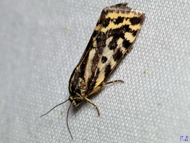 Emmelia trabealis - zebrabagoly