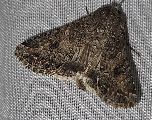 Hadula trifolii - lóherebagoly