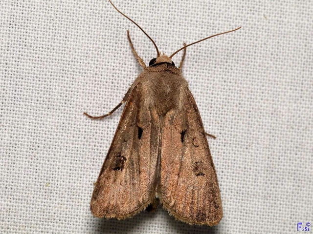 Agrotis exclamationis - felkiáltójeles földibagoly
