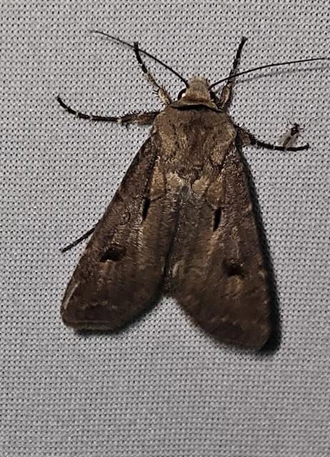 Agrotis exclamationis - felkiáltójeles földibagoly