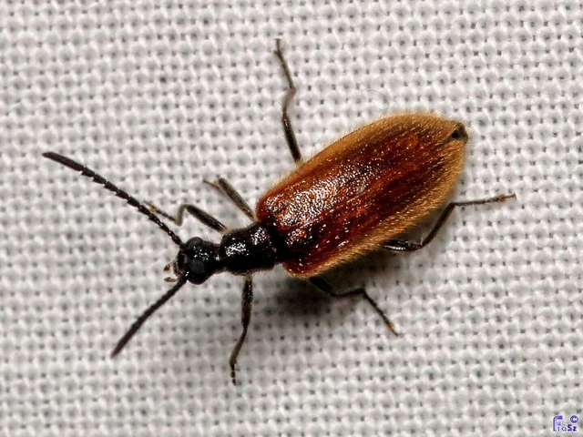 Coleoptera - Bogarak Coleoptera - Bogarak