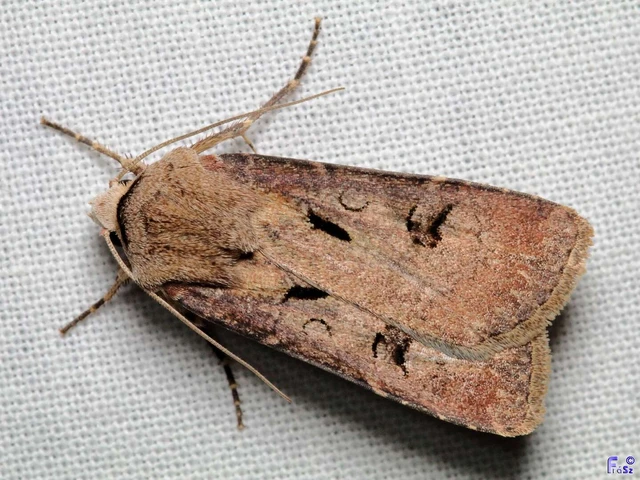 Agrotis exclamationis - felkiáltójeles földibagoly