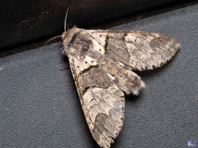 Furcula bifida - kis púposszövő