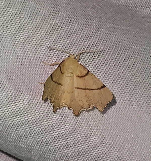 Ennomos erosaria - hársfa-levélaraszoló