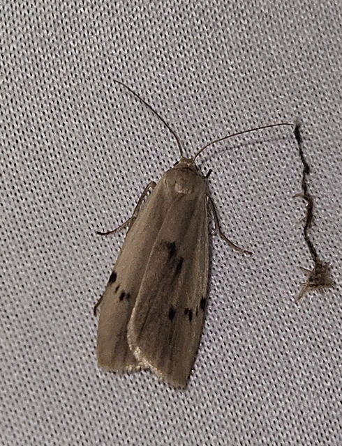 Pelosia muscerda - hamvas zuzmószövő